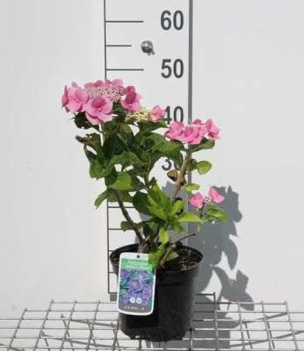 Hydrangea macr. 'Blaumeise' ('blue sky') - Hortensien 25-30 cm Container
