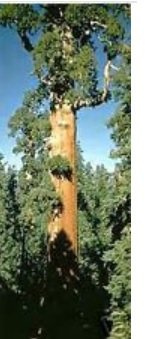 Sequoiadendron giganteum Sequoia gigante semi! :Solo semi