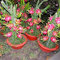 Pinkdose® 2018 HeiÃŸer Verkauf Hai'nan Rosa Pitaya Drachenfrucht Kaktus Pflanze, 100 Samen, Bonsai Lecker SüÃŸe Pitaya E3960