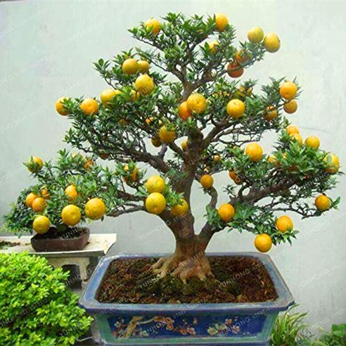 Bloom Green Co. Mandarin Bonsai Edible Fruit Bonsai Citrus Bonsai Bonsai Healthy Food Home Garden Easy To Grow 30 pcs