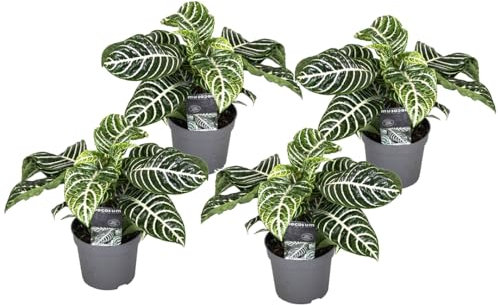 Plant in a Box - Aphelandra - Set de 4 plantes d'interieur - Plante Zébrée - Pot 13cm - Hauteur 25-45cm
