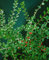 Cotoneaster divaricatus 100-125 cm - Strauchmispel, rote Beeren, Herbstfärbung, ideal für Hecken und Rabatten, pflegeleicht, winterhart