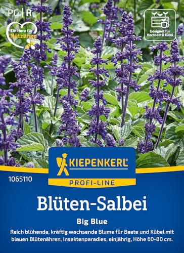 Kiepenkerl Blüten-Salbeisamen Big Blue 1065110, Blumensaat | Für Beete und Kübel, Höhe 60-80 cm, kompakt, einjährig