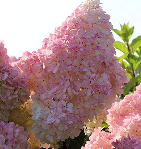Hochstamm Rispenhortensie Sunday Fraise® 80-100cm - Hydrangea paniculata