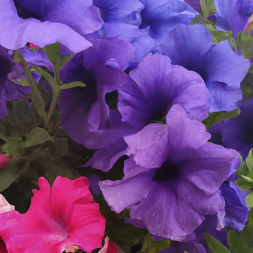Petunia F1 Daddy Mixed Pelleted Flower Seeds - Approx. 35 Seeds