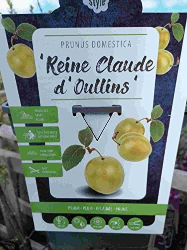 Pflaumenbaum Prunus domestica 'Reine Claude d'Oullins' 100-120 cm – Süßpflaume – Obstbaum für Garten & Terrasse – robuste, selbstfruchtbare Pflaume – gelbfruchtig & aromatisch