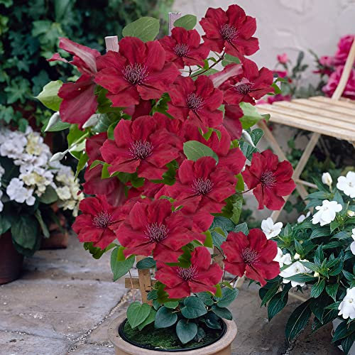 You Garden - 3 x Patio Clematis 'Nubia Boulevard' in a 10.5cm Pots