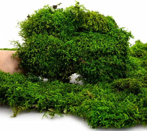 Muschio Stabilizzato Vero, 100% Verde Naturale - Muschio Piatto per Decorazioni Quadri, Presepi, Pareti, Modellismo, Terrari, Decori, Arredamento Interno. Confezioni da 150gr 250gr 500gr (500 Grammi)