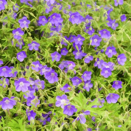 Hardy Geranium 'Brookside' - Intensely Blue Flowers, RHS AGM Winner 1 Litre Pot x 2 by Thompson and Morgan