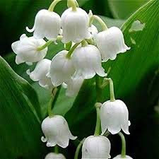 100 PC Lirio de los valles semillas de flores, semillas de orquídeas campana, rico aroma, semillas de flores bonsai, tan lindo y hermoso