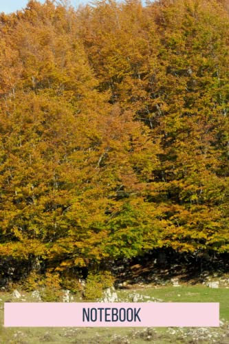European beech Notebook: blank lined composition journal | European beech notebook | 100 pages