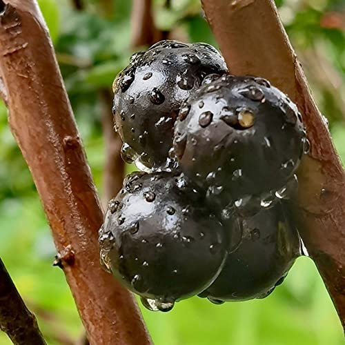 100 Semi di Jabuticaba Piante esotiche Pianta da vaso resistente Piante da balcone Regali Piante da balcone da giardino Hardy perenne