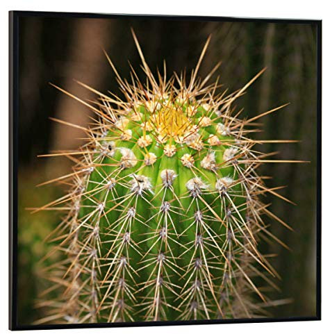 artboxONE Poster mit schwarzem Rahmen 50x50 cm Natur Afrikanischer Kaktus - Bild Kaktus Afrika cacteen