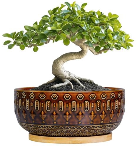 Fivepot Bonsai Pots - 8 Inch Ceramic Planter with Drainage Hole and Saucer, Boho Round Shallow Succulent Bowl for Indoor Plants Flower, Room Decor, Gifts for Plant Lovers, Brown