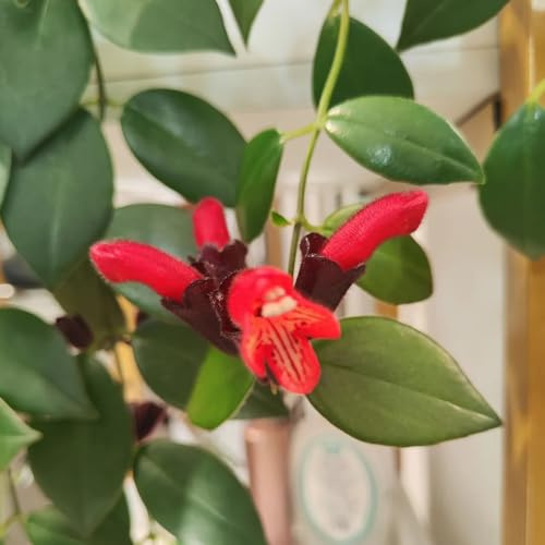 Semi di Aeschynanthus, Aeschynanthus radicans, rampicanti resistenti verdi da appartamento per gli amanti 300pcs