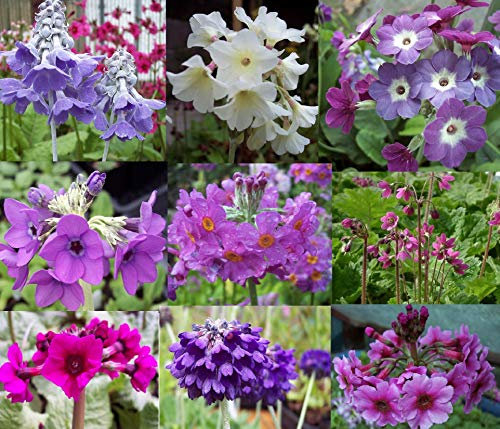 9 X Plant Woodland Primula Collection Garden Ready