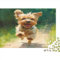 Yorkshire Terrier Jigsaw Puzzles for Adults 1000 Piece for Adults Educational Game Challenge Toy 1000 Pieces Puzzles for Adults Kids Jigsaw Puzzle 1000pcs (75x50cm)