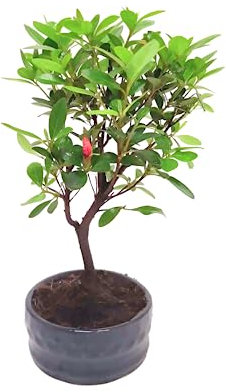 Bonsai Baum mit Keramik Blumentopf - Ligustrum, Ficus, Carmona, Podocarpus, Chinese elm - ca. 6-9 Jahre (12 cm Schale, Rhododendron bonsai (Azalea))