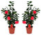 Plant in a Box - Camellia japonica 'Lady Campbell' - Rouge - Set de 2 - Plante vivace - Rose japonaise - Plante de jardin - Pot 19cm - Hauteur 60-70cm