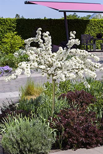 Malus 'Tina' 80 cm Stammhöhe - Zierapfel, weiße Blüten, Blütezeit April-Mai, ideal für kleine Gärten, bienenfreundlich, pflegeleicht