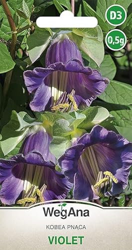 WegAna Semi di violetta campanula 0,5 g, Cobaea Scandens, semi di violetta campanula, piante da giardino, piante da balcone, pascolo per api, semi di fiori, semi di fiori