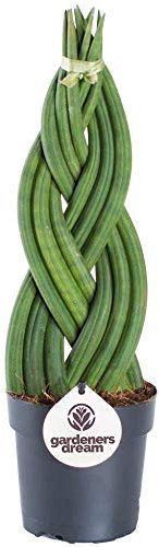 Sansevieria Twister Schlangenpflanze für Zuhause oder das Büro (30-40cm mit Topf)