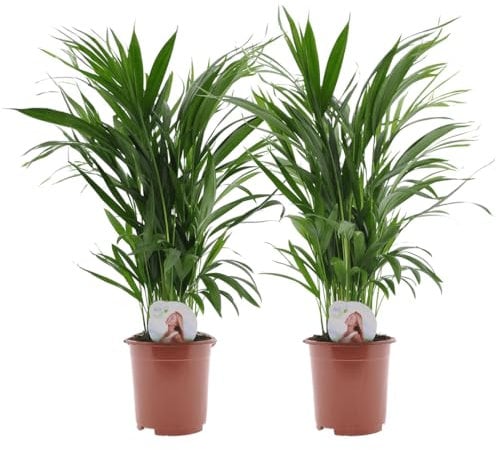 Plant in a Box - Dypsis Lutescens - Areca Goldfruchtpalme - 2er Set - Zimmerpflanzen - Goldfruchtpalmen - Luftreinigende palmen - Topf 17cm - Höhe 60-70cm