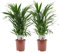 Plant in a Box - Dypsis Lutescens - Areca Goldfruchtpalme - 2er Set - Zimmerpflanzen - Goldfruchtpalmen - Luftreinigende palmen - Topf 17cm - Höhe 60-70cm