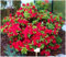 GrowOn Shrubs Dwarf Japanese Azalea Japonica 'Marmot' | Evergreen Shrub | Outdoor Garden Ready Plant | Spring Flowering | Scarlet-Red Flowers