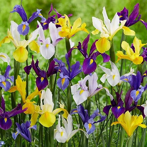 Colección económica de Iris holandés (50 bulbos), colección de lirios, 5-6 variedades/colores, perenne, bulbos de flores resistentes a invierno de Holanda para jardín, maceta)