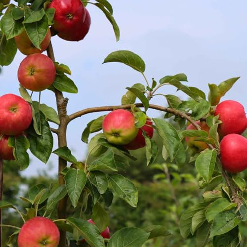 Patio Apple Tree - Malus domestica 'Braeburn' Garden Tree - in 19 cm Pot 90 cm Height Grown Your own Edible Fruit