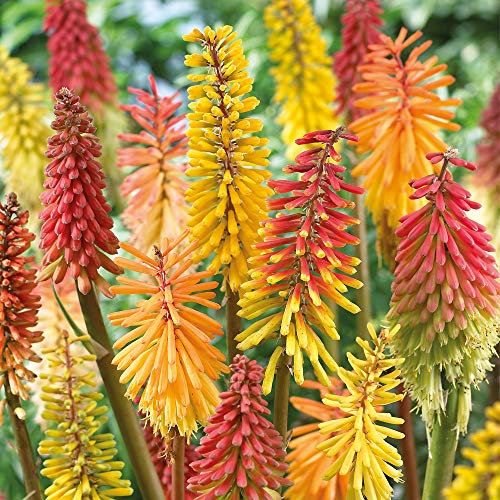 Thompson & Morgan Perennial Red Hot Poker Kniphofia Erecta Hardy Cottage Plants Ideal for Borders, Pots & Containers (4 Bare Root Plants, Kniphofia Red Hot Poker)