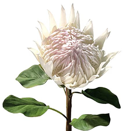 NZXVSE Künstlicher König Protea-Blume, 63,5 cm hoch, tropische Blumenarrangements, Dekoration, fühlt sich echt an, Seidenblumen, Fake King Protea für Hochzeit, Brautstrauß, Zuhause, Küche, Weiß