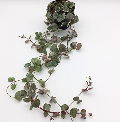 Lovely Pink/White/Green Variegated String of Hearts Ceropegia Woodii Marlies - Indoor House Plant in 8cm Pot