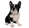 Pacific Giftware Französischer Bulldogge Welpen Figur - Realistisch lebensecht Hunde Welpe Baby Dekofigur Geschenk für Hundeliebhaber