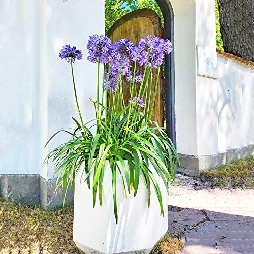 Agapanthus(Agapanthus Africanus),Schmucklilie Winterhart,Blumensamen Pflanzen,Garten Geschenk,Bodendecker Pflanzen Winterhart Exotische Pflanzen-80stüCk(Lila)