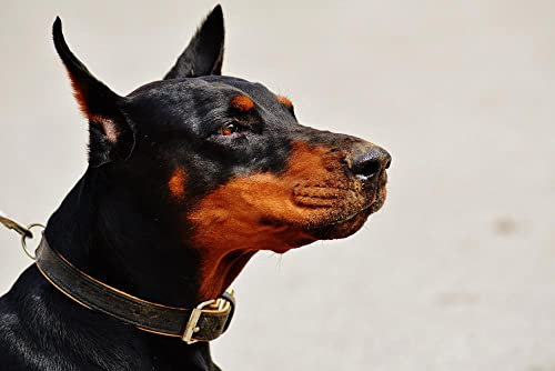hansepuzzle 30555 - Dobermann Puzzle 2000 Teile - Tierwelt Motiv mit hochwertiger Aufbewahrung: Kartonbox und wiederverschließbarem Beutel - Format 90 × 60 cm