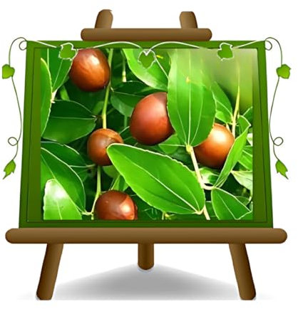 Jujube Pear Lang Fruit Tree in a 24 cm Pot Height: 140-150 cm.