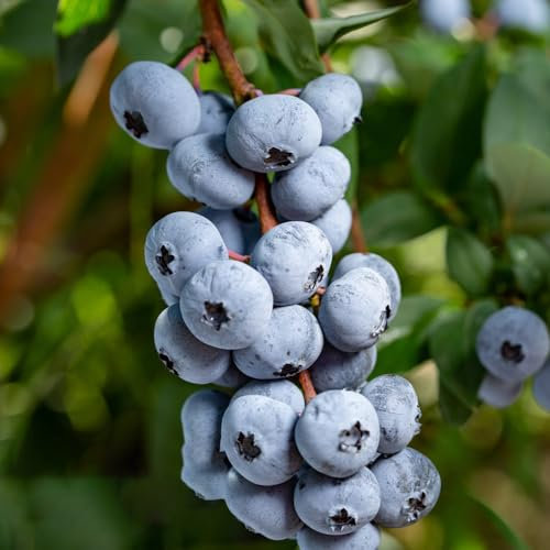 piante di mirtillo - semi alberi da frutto piantare mirtilli frutti esotici comprare alberi semi di per il giardino degli - Piante rare - frutta da frutto d'appartamento perenni 100pcs