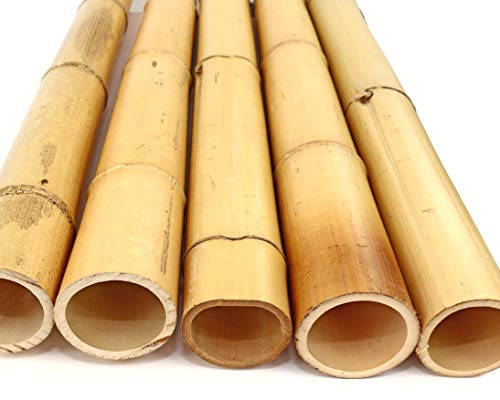tube de bambou Moso avec 100 cm Jaune Par. 9,8 jusqu'à 12 cm, blanchi – Bambou, les tubes tubes en bambou, BAMBOU Tube de bambou –-> grand assortiment Brise-vue en bambou roseau
