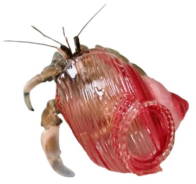 COYOUCO Hermit Crab Shell - Conque en Cristal Transparent, Verre De Résine d'impression 3D, pour Bernard-L'Ermite,D