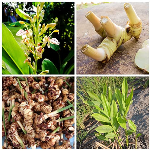 10 pcs galgant samen, Alpinia officinarum, kräutergarten balkon, bonsai samen Galgantwurzel gemüse samen, pflanzen gemüsebeet, samen exotische pflanzen samen, biosaatgut gemüse pflanzen,