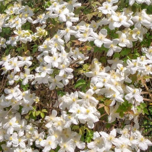 Clematis Montana 'Wilsonii' - Fragrant Late-Blooming Climber with White Flowers and Chocolate-Vanilla Scent - Hardy Shrub for Arbours and Garden Walls – 2X 3 Litre Potted Plant by Thompson & Morgan