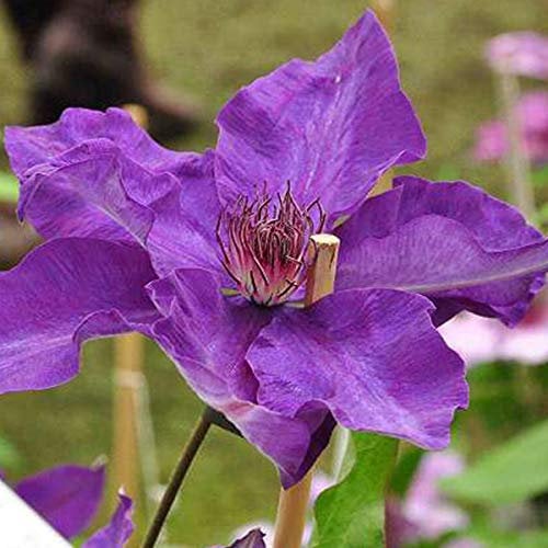 Clematis 'The President' - Waldrebe 50-60 cm Pflanzcontainer