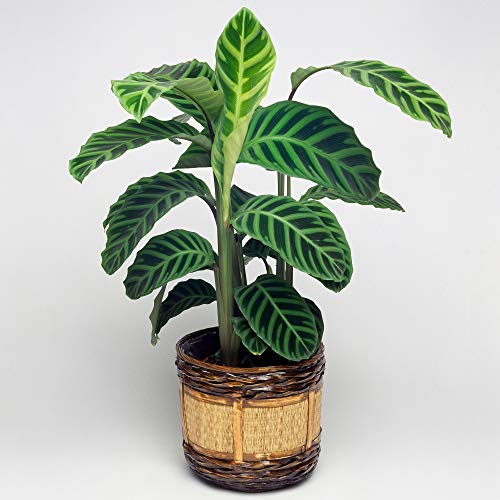 1 x Korbmarante mit Zebra-Muster | Premium Calathea Zebrina | Immergrüne Zimmerpflanze zu Kaufen