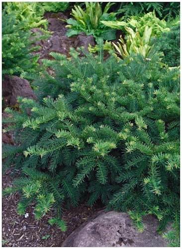 10 x Taxus baccata 'Repandens' (Gehölz/Winterhart/Mehrjährig/Heckenpflanze/Immergrün) Bodendeckereibe - Der perfekte Teppich für schattige Ecken - Pflegeleicht - von Stauden Gänge