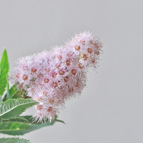 80 Pcs Sorbaria Sorbifolia Samen - Schnellwachsende Sträucher Als Sichtschutz Winterharte Kübelpflanzen, Bonsai Baum, Wildblumen Balkonblumen Winterharte Pflanzen Für Garten, Garten