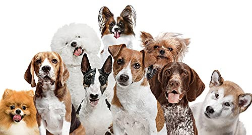 VLIES Fototapete-HUND-(PF3776)-500x280 cm-Tiere Hunde Tierbild Tierfoto Welpen Wandbild Wandtattoo Poster Dekoration