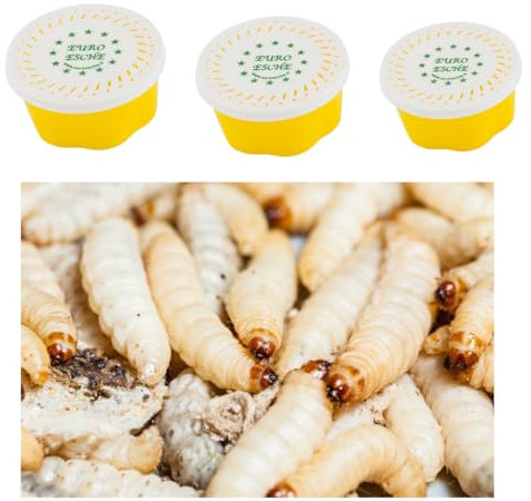 3 Dosen je ca 40 STK Hochwertige Bienenmaden, Wachsmaden, Forellenköder, Angelköder, Futtertiere Frisch und Lebend
