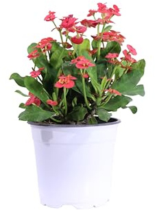 Pianta di Euphorbia Milii o Spina di Cristo Pianta da interno di Euphorbia Milii Pianta da esterno di Spina di Cristo Pianta vera di Euphorbia Milii venduta da eGarden.store (Rosso-Rosa v.15 cm)